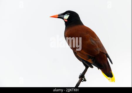 Montezuma Oropendola (Psarocolius montezuma) thront auf einem Ast mit weißem Himmel dahinter, Costa Rica. Stockfoto