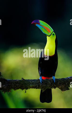 Kielschnabel-Toucan (Ramphastos sulfuratus) auf einem Zweig in der Dunkelheit mit Beleuchtung, Costa Rica. Stockfoto