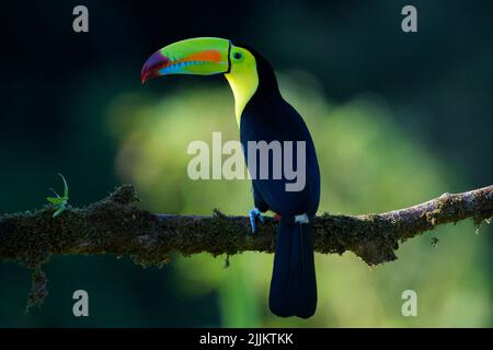 Kielschnabel-Toucan (Ramphastos sulfuratus) auf einem Zweig, Costa Rica, thront. Stockfoto