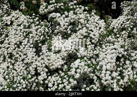 Blumensträucher Spirea Kantonesisch blüht im Frühjahr mit großen Büschen kleiner Blüten Stockfoto