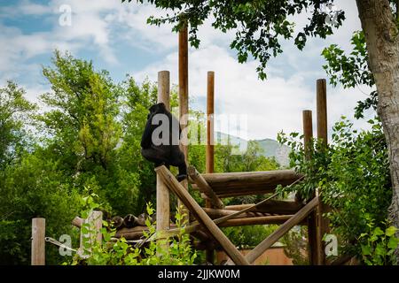Die Nahaufnahme eines Orang-Utans, der in einem Zoo auf einer Stange klettert Stockfoto