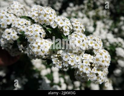 Blumensträucher Spirea Kantonesisch blüht im Frühjahr mit großen Büschen kleiner Blüten Stockfoto