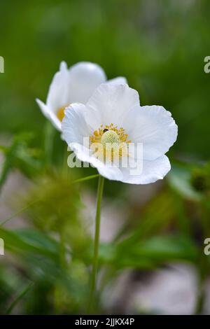 Anemone sylvestris (Schneeglöckchen-Anemone) Stockfoto