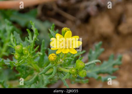 Eine selektive Fokusaufnahme eines silbernen Zimtöls in einem Garten Stockfoto