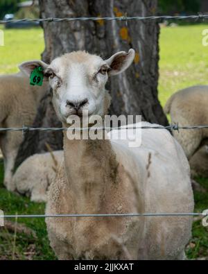 Ein Blick auf schöne Schafe in einem Ackerland auf dem grünen Gras sieht niedlich Stockfoto