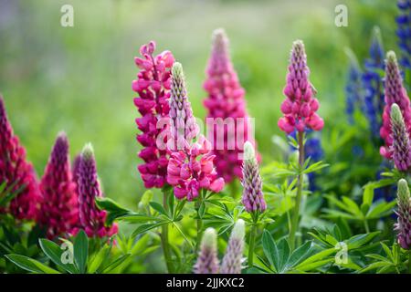 Lupinus, Lupinenfeld mit rosa, violetten und blauen Blüten. Blumenhintergrund. Stockfoto