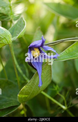 Clematis integrifolia blüht mit grünem Laub im Garten. Weichfokus Stockfoto