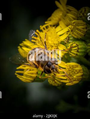 Eine hübsche, völlig harmlose, gelb-schwarz gestreifte Hover-Fliege, die von einer Ragwürzeblume ernährt wird Stockfoto