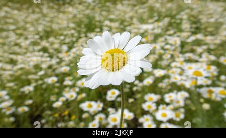 Weiße Kamillenblüten schließen sich auf dem Feld an Stockfoto
