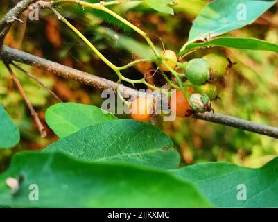 Gewöhnlicher Name Lasora, Gunda, Bahuar, Bahuka, Indische Kirsche, Clammy Cherry, Duftender Manjack, Cordia Dichotoma, Stockfoto