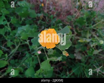 Eine Nahaufnahme eines gelben indischen abutilon (Indian abutilon), der in freier Wildbahn aus dem grünen Gras wächst Stockfoto