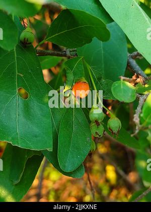 Gewöhnlicher Name Lasora, Gunda, Bahuar, Bahuka, Indische Kirsche, Clammy Cherry, Duftender Manjack, Cordia Dichotoma, Stockfoto