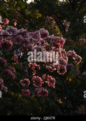Eine vertikale Aufnahme des wunderschönen Tabebuia rosea, rosa Poui-Baumes. Stockfoto