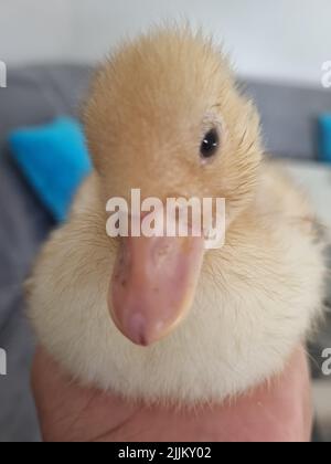 Die Nahaufnahme eines niedlichen Entenportraits Stockfoto