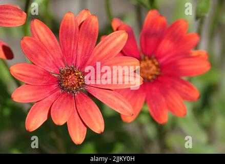 Osteospermum-Blüten aus der Nähe sind sehr zart und schön Stockfoto