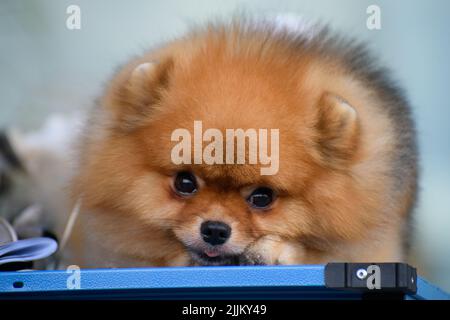 Ein kleiner pommeresischer Pommern liegt auf dem Tisch und schaut nachdenklich nach vorne. Nahaufnahme. Stockfoto