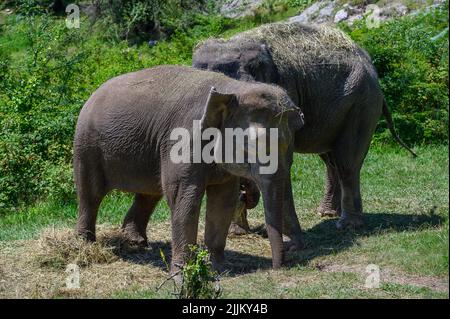 Zwei asiatische Elefanten stehen nebeneinander und fressen Gras. Nahaufnahme. Stockfoto