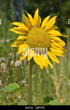 Einzelne Sonnenblume in voller Blüte mit grüner Vegetation im Hintergrund im vertikalen Format Stockfoto