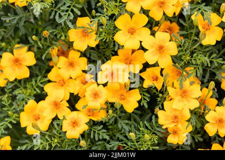 Tagetes tenuifolia, Signet Ringelblume, amerikanischer Safran, goldgelbe Blüten, Großbritannien Stockfoto