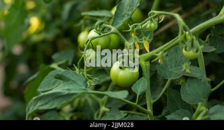 Grüne Tomaten reifen auf einem Zweig in einem Gewächshaus Stockfoto