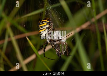 Eine Makroaufnahme mit flachem Fokus von Argiopsspinne in der Natur Stockfoto