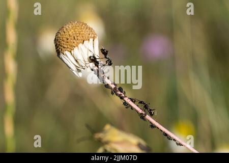 Ein flaches Fokusfoto von Ameisen, die auf einer toten Gänseblümchen-Blume klettern Stockfoto