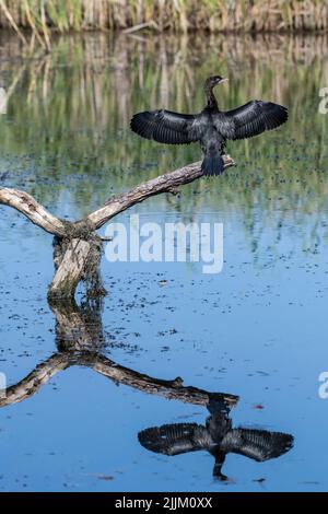 Phalacrocorax pygmeus, Pygmy Cormorant. Rumänien Stockfoto