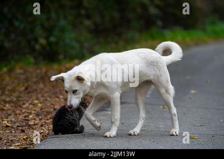 Ein lustiges Paar streunender Hunde und Katzen, die im Freien herumwandern Stockfoto