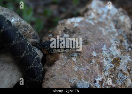 Eine Nahaufnahme einer kleinen Python auf einem Felsen Stockfoto