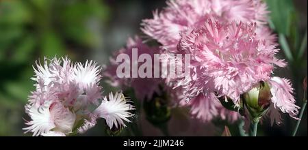 Nelkengarten rosa Blüten aus nächster Nähe Stockfoto