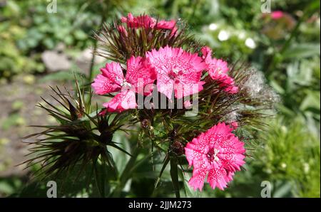 Nelke türkische rosa Blüten aus nächster Nähe Stockfoto