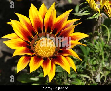 Gazania Pfau blüht aus der Nähe auf einem Blumenbett Stockfoto