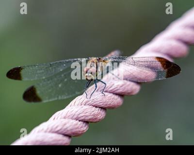 Eine Makroaufnahme einer Sympetrum Infuscatum Dragonfly an einem Seil auf einem verschwommenen Hintergrund Stockfoto