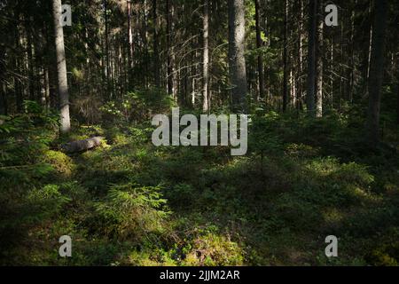 Geheimnisvoller Pfad voller Wurzeln inmitten eines Nadelwaldes aus Holz, umgeben von grünen Büschen und Blättern und Farnen - Stock Photo Stockfoto