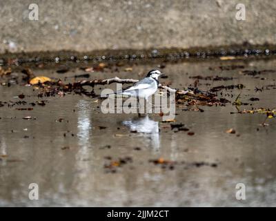 Eine weiße Bachstelze, die in einem inaktiven Springbrunnen im Yoyogi Park in Tokio läuft Stockfoto