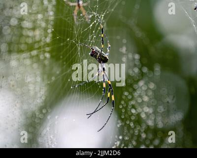 Eine weibliche Joro Spider im Yokohama Park, Japan Stockfoto
