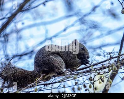 Der Pallas-Eichhörnchen, Callosciurus erythraeus, auf einem Baum in Yokohama, Japan Park Stockfoto