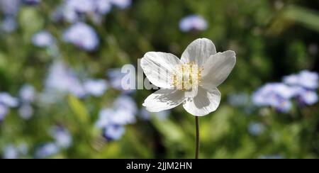 Anemone Dubravnaya oder Weiße Anemone ist eine sehr zarte und schöne weiße Blume Stockfoto