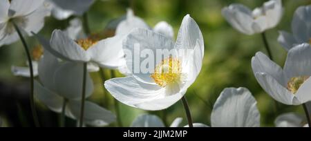 Anemone Dubravnaya oder Weiße Anemone ist eine sehr zarte und schöne weiße Blume Stockfoto