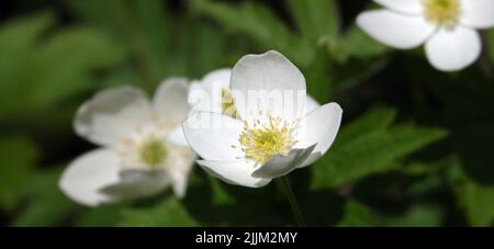 Anemone Dubravnaya oder Weiße Anemone ist eine sehr zarte und schöne weiße Blume Stockfoto