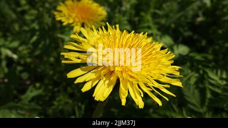 Wildblumen-Waldelion wächst auf dem Feld Stockfoto