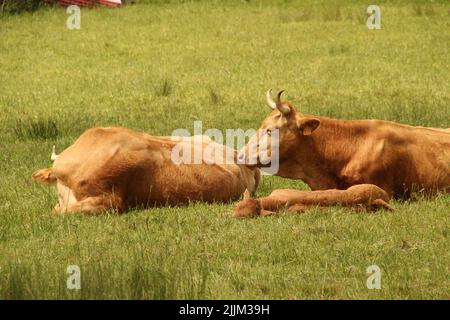 Ein natürlicher Blick auf braune Kühe, die auf dem grünen Feld ruhen Stockfoto