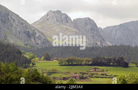 Eine Landschaft mit riesigen Bäumen auf hügeligem Gelände auf dem Land Stockfoto