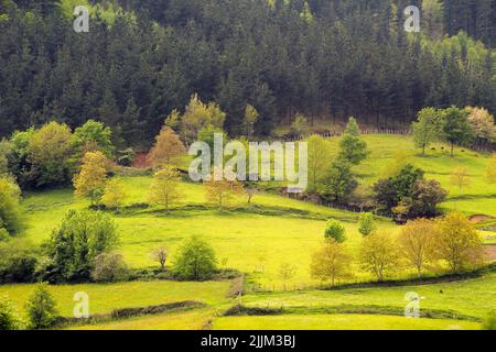 Eine Landschaft mit riesigen Bäumen auf hügeligem Gelände auf dem Land Stockfoto