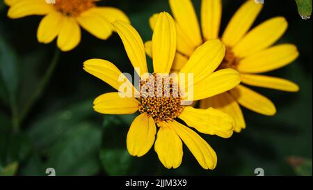 Nahaufnahme die Blumen von Geleopsis sind sehr zart und schön Stockfoto