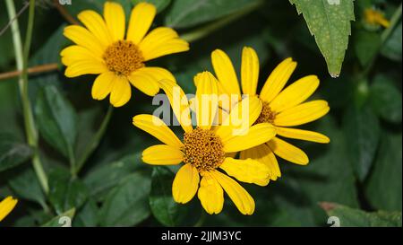 Nahaufnahme die Blumen von Geleopsis sind sehr zart und schön Stockfoto