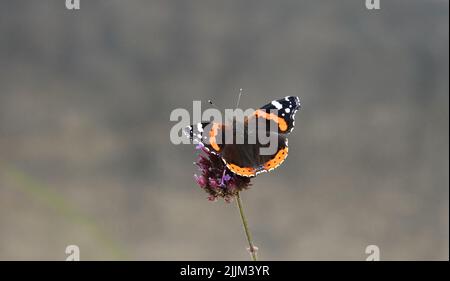 Eine Nahaufnahme eines roten Admiralschmetterlings, der auf der Blume auf dem verschwommenen Hintergrund thront Stockfoto