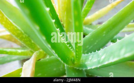 Eine Nahaufnahme von leuchtend grüner Aloe Vera Stockfoto
