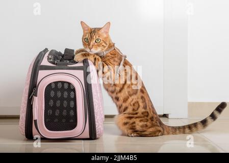 Bengalkatze an der Leine neben einer Tragetasche, die auf einen Spaziergang wartet. Stockfoto