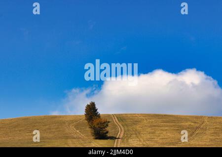 Eine Aufnahme eines schönen kleinen Baumes in einer Landschaft in der Nähe von Zenica, Bosnien und Herzegowina. Stockfoto